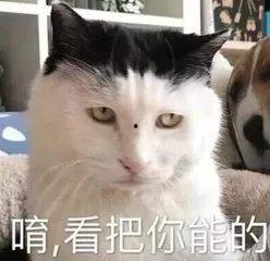 猫猫吃瓜娱乐圈